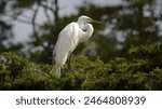                           Great Egret in profile in the morning sunlight perched in the foliage at Pinckney Island.