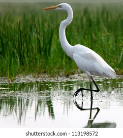 Great Egret in shallow water of tropical grassland