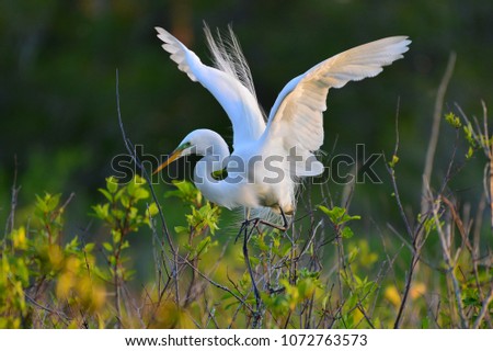 Great Egret in St Andrews St Park, Panama City Beach, Fl.