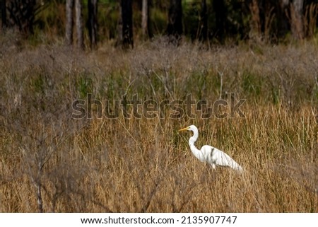 Similar – White stork in a field