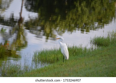 Great Egret Stands By The Lake At San Remo Community In Bonita Springs FL USA