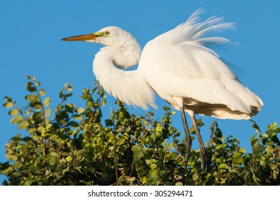 A Great Egret Stretches Its Wings At The UT Southwestern Medical Center Rookery In Dallas, Texas.