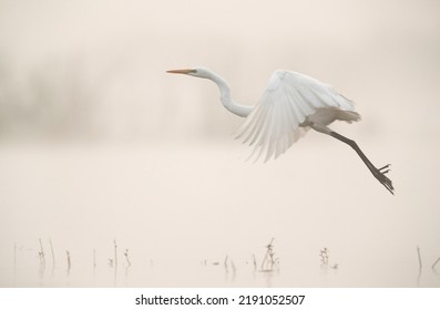 Great Egret Takeoff At Bhigwan Bird Sanctuary On Foggy Morning , Maharashtra