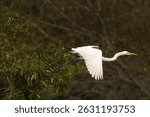 Great egret takeoff at Sundarban tiger reserve, India