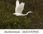 Great egret takeoff at Sundarban tiger reserve, India