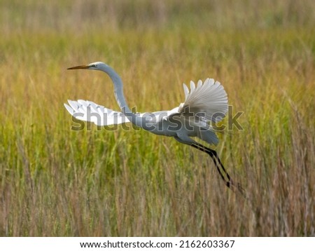 great egret taking off to fly out of the marsh