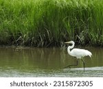 Great egret wading through the shallow wetland waters of the Edwin B. Forsythe National Wildlife Refuge, Galloway, New Jersey. 