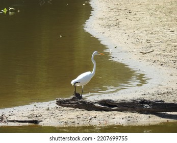 A great egret walking along the shores of the Bombay Hook National Wildlife Refuge, in Kent County, Smyrna, Delaware. - Shutterstock ID 2207699755