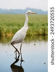 great egret walking on puddles of water in the rice fields