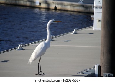 Great Egret White Bird On A Pier By Bayou Bonfouca Off Of Lake Pontchartrain In Slidell, Louisiana On The North Shore Of Lake Pontchartrain