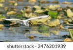 Great egret, or white heron, flying low over a lake covered in lily pads, a small spotted gar fish in its beak.