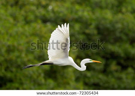 A great egret with white wings flying gracefully over a lush green mangrove background.