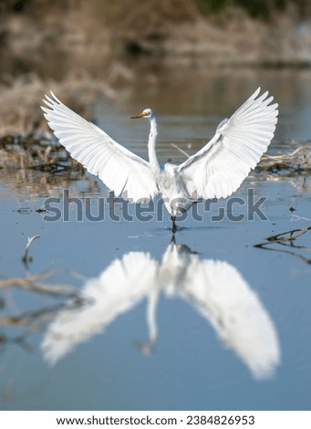 Great Egret,also known as common egret, large egret or great white heron.On the water of the Oman Oasis water pond.