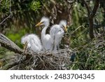 Great Egrets and chicks at a rookery in St Augustine Florida.