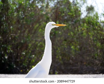 A great egret's closeup, staring into the distance.