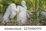 Great Egrets Of High Island Texas, March 2023