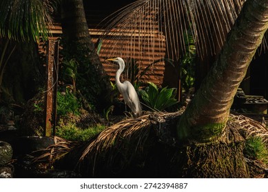 Great egrets perched and nesting among lush mangrove foliage in Livingston, Guatemala, showcasing the rich biodiversity of the Caribbean coastal wetlands of Central America.
