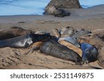 the great elephant seals of California (mirounga angustirostris)