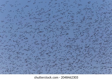 great flock of starlings flying in a blue sky