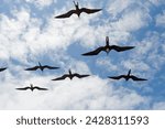 Great frigate bird (frigata minor) flying in formation, galapagos islands, unesco world heritage site, ecuador, south america