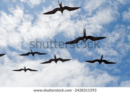 Great frigate bird (frigata minor) flying in formation, galapagos islands, unesco world heritage site, ecuador, south america