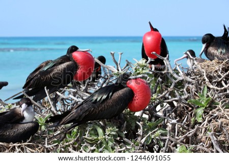 Great Frigate Birds at French Frigate Shoals, Papahanaumokuakea Marine National Monument. 