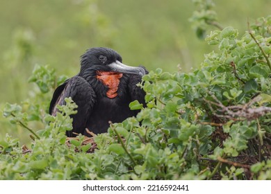 Great Frigatebird, Genovesa Island, Ecuador.