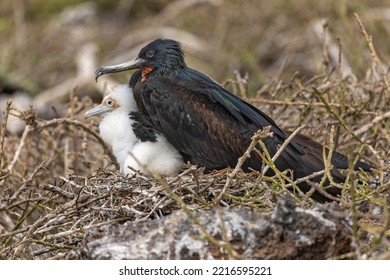 Great Frigatebird, Genovesa Island, Ecuador.