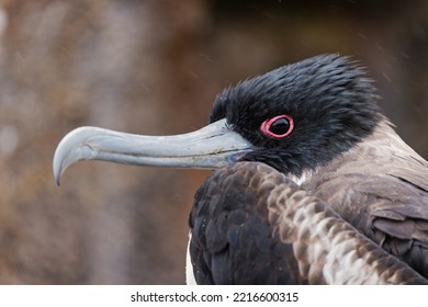 Great Frigatebird, Genovesa Island, Ecuador.