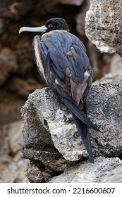 Great Frigatebird, Genovesa Island, Ecuador.