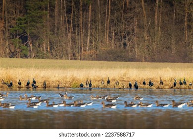 Great GGreat Goose, (Anser anser) and Great cormorant (Phalacrocorax carbo), Southern Bohemia, Czech Republicoose, (Anser anser), Southern Bohemia, Czech Republic