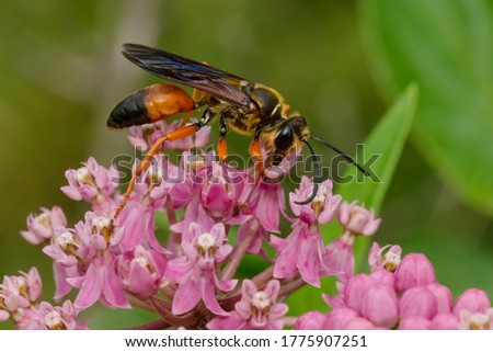 A Great Golden Digger Wasp is collecting nectar from a pink Milkweed flower. Also known as a Great Golden Sand Digger. Taylor Creek Park, Toronto, Ontario, Canada.