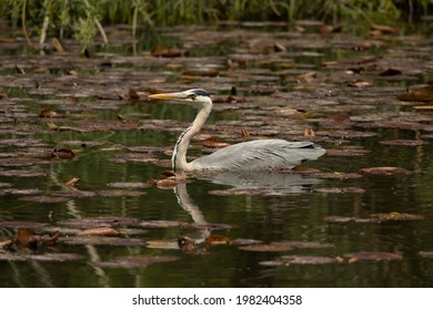 great gray heron swimming like a swan