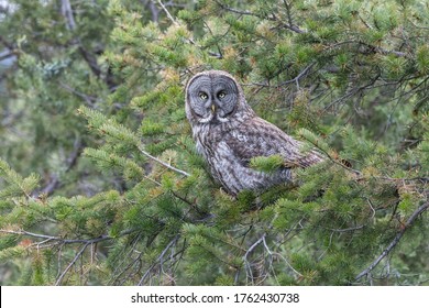 Great Gray Owl Perched In British Columbia Interior Canada