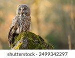 Great Gray Owl Perched On Moss-Covered Rock In Forest