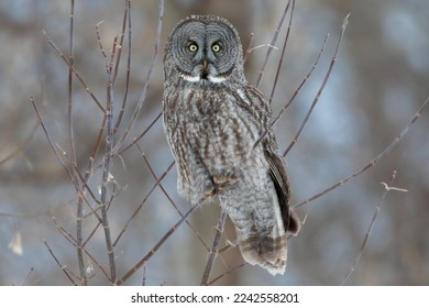 Great gray owl in winter