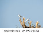 A great gray shrike perched on top of thorny bush inside Jorbeer Conservation reservation during a wildlfie safari