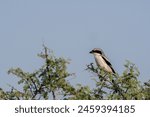 A great gray shrike perched on top of thorny bush inside Jorbeer Conservation reservation during a wildlfie safari