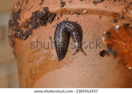 Great gray slug, leopard slug (Limax maximus), family Limacidae crawling on a stone plant pot. Dutch garden. Autumn, November, Dutch garden                               