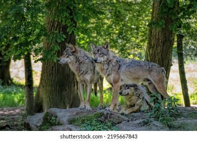 A Great Gray Wolf Pack