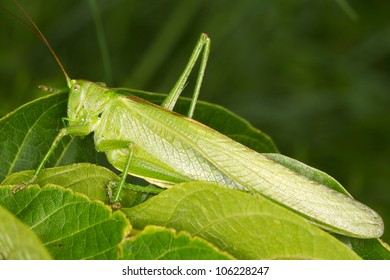 Tettigoniidae Katydid Bush Cricket Longhorned Grasshopper Stock Photo ...