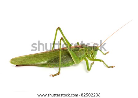 great green bush cricket (Tettigonia viridissima)