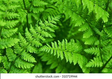 great green bush of fern in the forest