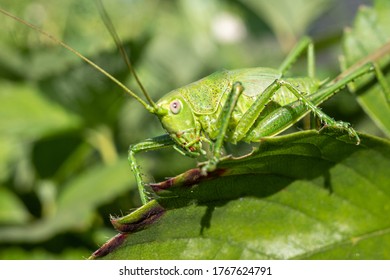 Premium Photo  Green bush-cricket long horned grasshopper on brown branch.