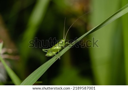 Great green bush-cricket (Tettigonia viridissima) sitting on flower in wild nature