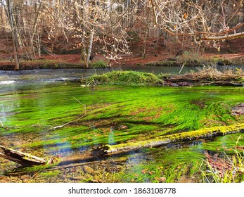 Great Green Colors In Würmtal, Gauting, Bavaria 