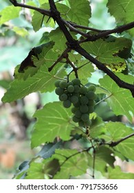 A great green grape
