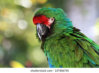 Great Green Macaw