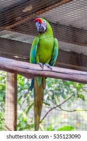 Great Green Macaw (Ara Ambiguus)