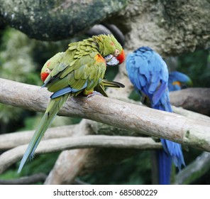 Great Green Macaw (Ara Ambiguus),Buffon's Macaw Or Great Military Macaw,One Of Beautiful Parrot Species.Suffered From Local Extinction Through Habitat Destruction And Capture For Bird Trade.